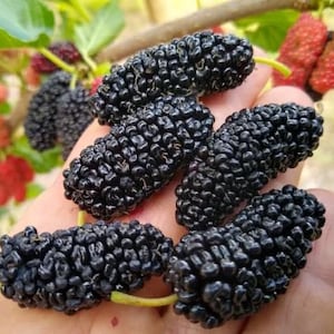 Black Mulberry Cuttings Plant Freshly Cut Upon Order Easy Fast Growing Plants Fruit Trees Morus Nigra