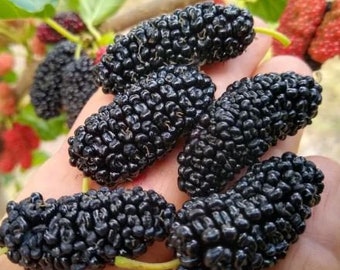 Black Mulberry Cuttings Plant Freshly Cut Upon Order Easy Fast Growing Plants Fruit Trees Morus Nigra