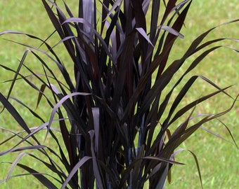 Black Grass First Knight plante ornementale vivace 1 plante vivante en motte plantes à croissance rapide