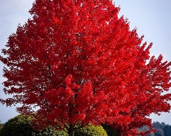 Boutures d'érable rouge, plante fraîche sans racines coupées sur commande. Peut être dormant de l'hiver au printemps