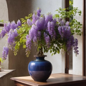 Wisteria Flowers Vine Starter Plant (Live Plants) Bonsai Tree for Pot