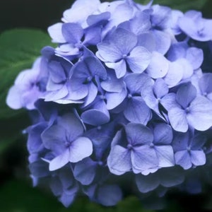 Penny Mac Blue Hydrangea Plant Live Landscaping Plants Perennial Shrubs image 4