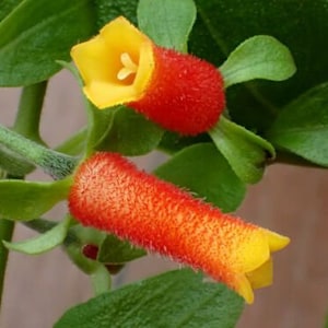 Candy Corn Vine Firecracker Vine Manettia luteo Live Plants image 1