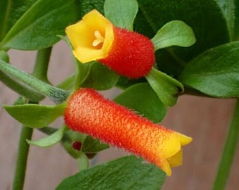 Candy Corn Vine | Firecracker Vine Manettia luteo (Live Plants)