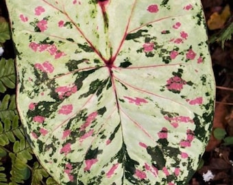 Florida Beauty Plant Caladium Flower Bulb PPP Plants - Stunning Easy To Grow Perennial Flower