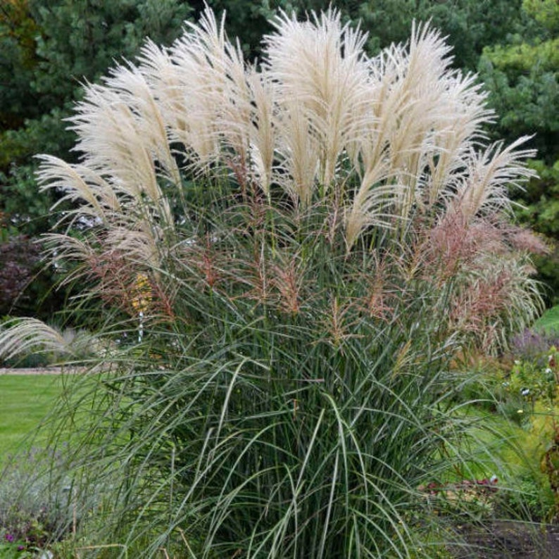 FIRE Grass Graziella White Plumes Miscanthus Sinensis Red Etsy