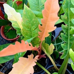 Puede incluir: Una planta de interior con hojas grandes y variegadas. Las hojas son verdes con manchas amarillas y algunas son de color naranja p&aacute;lido. La planta est&aacute; en una maceta negra.