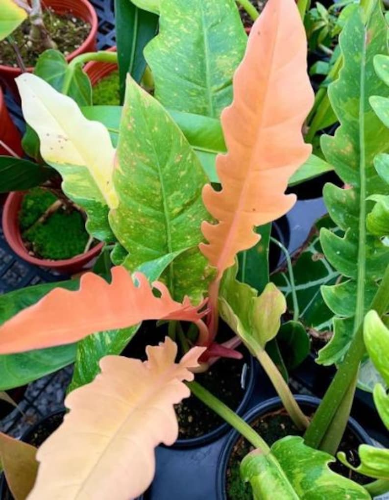 Puede incluir: Una planta de interior con hojas grandes y variegadas. Las hojas son verdes con manchas amarillas y algunas son de color naranja p&aacute;lido. La planta est&aacute; en una maceta negra.