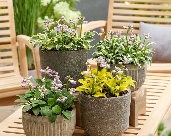 Mini Mix Hosta PRE-ORDER SALE - 3 Pack - Mini Mouse Hosta Mix - Perennial - Etsy