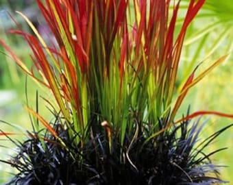 Red Baron Imperata cylindrica Perennial Ornamental Japanese Blood Grass 1 Live Plant Bold Rare