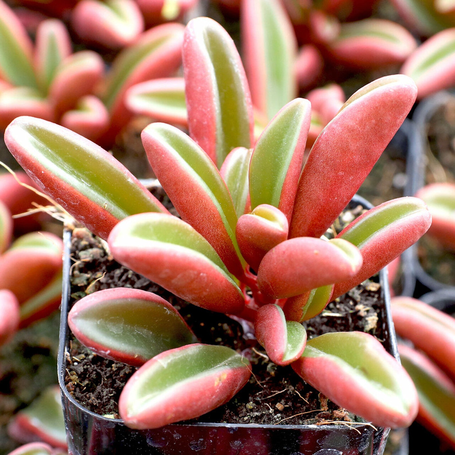 Succulent Peperomia Graveolens Plant Red Leaf Potted - Etsy