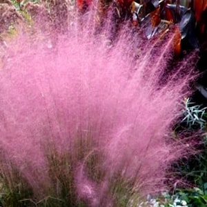 May include: A vibrant image of a pink muhly grass plant. The feathery, cloud-like blooms create a soft, textured appearance. The plant is surrounded by green foliage and other plants with reddish-brown leaves.
