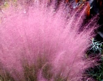 FALL PLANTING SALE - 3 Pack Pink Muhly Pink Cloud Cotton Candy Perennial Grass Muhlenbergia
