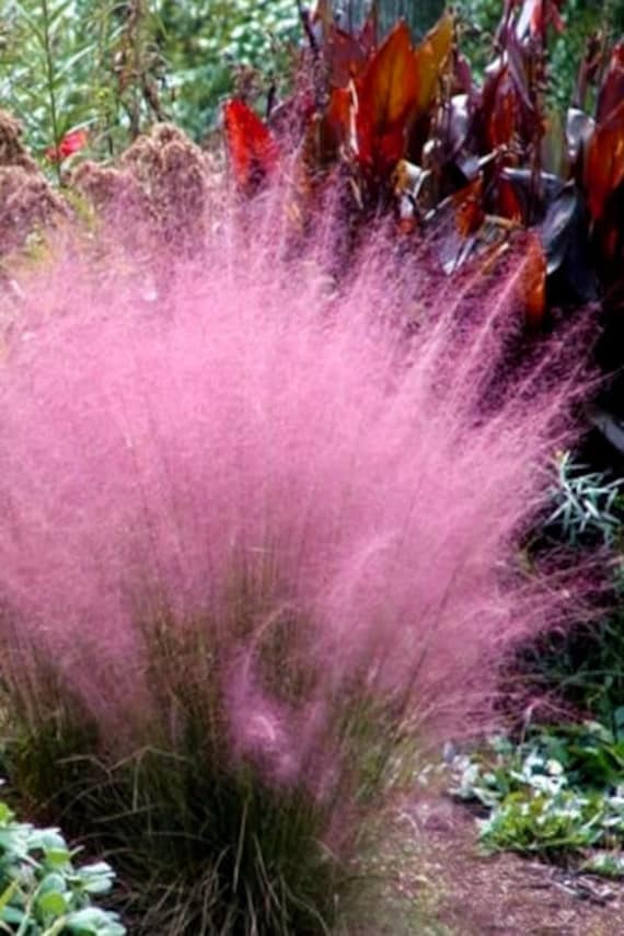 2 Pack - Pink Muhly Cloud Cotton Candy Perennial Grass Muhlenbergia 1 small pot
