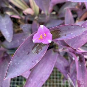 Purple Heart Cuttings Tradescantia pallida House Plants Live Plant Houseplants Black Purple Wandering Jew Inch Plant image 1