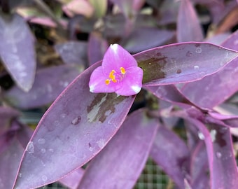 Purple Heart Cuttings Tradescantia pallida House Plants Live Plant Houseplants Black Purple Wandering Jew Inch Plant