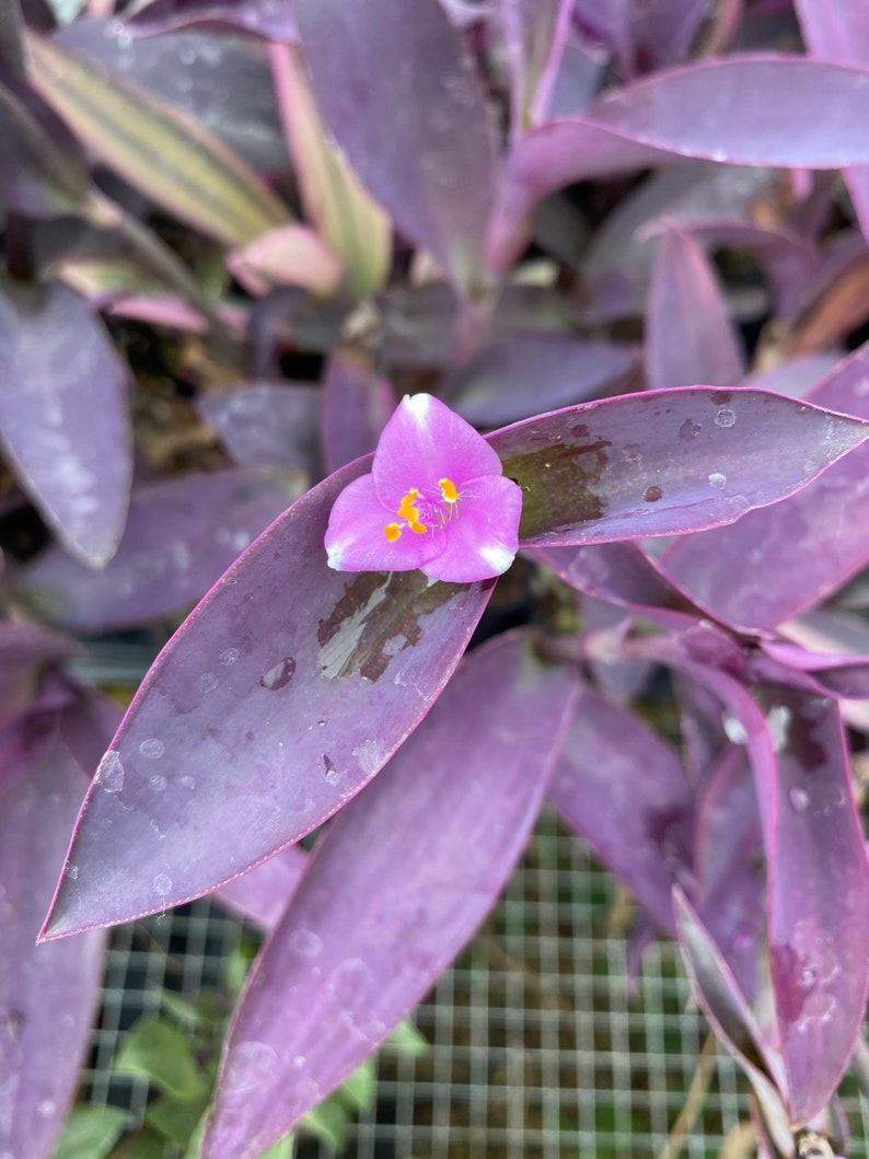 Purple Heart Cuttings Tradescantia pallida House Plants Live Plant Houseplants Black Purple Wandering Jew Inch Plant image 1