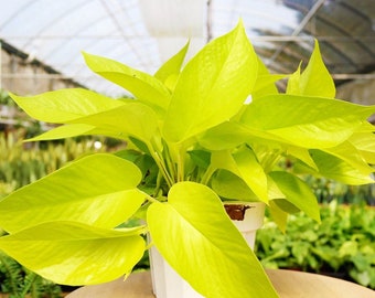 NEON Pothos Houseplants Live Plants Fast Growing Indoor Plant Great Gift for Her Him Potted 2.5" x 4" inch pots