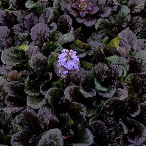 Black Scallops Ajuga Perennial Flowers Live Shade Plants Blue Flower