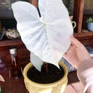 June Bride Plant Caladium Flower Bulb Plants - Stunning Easy To Grow Perennial Flower - White Beauty