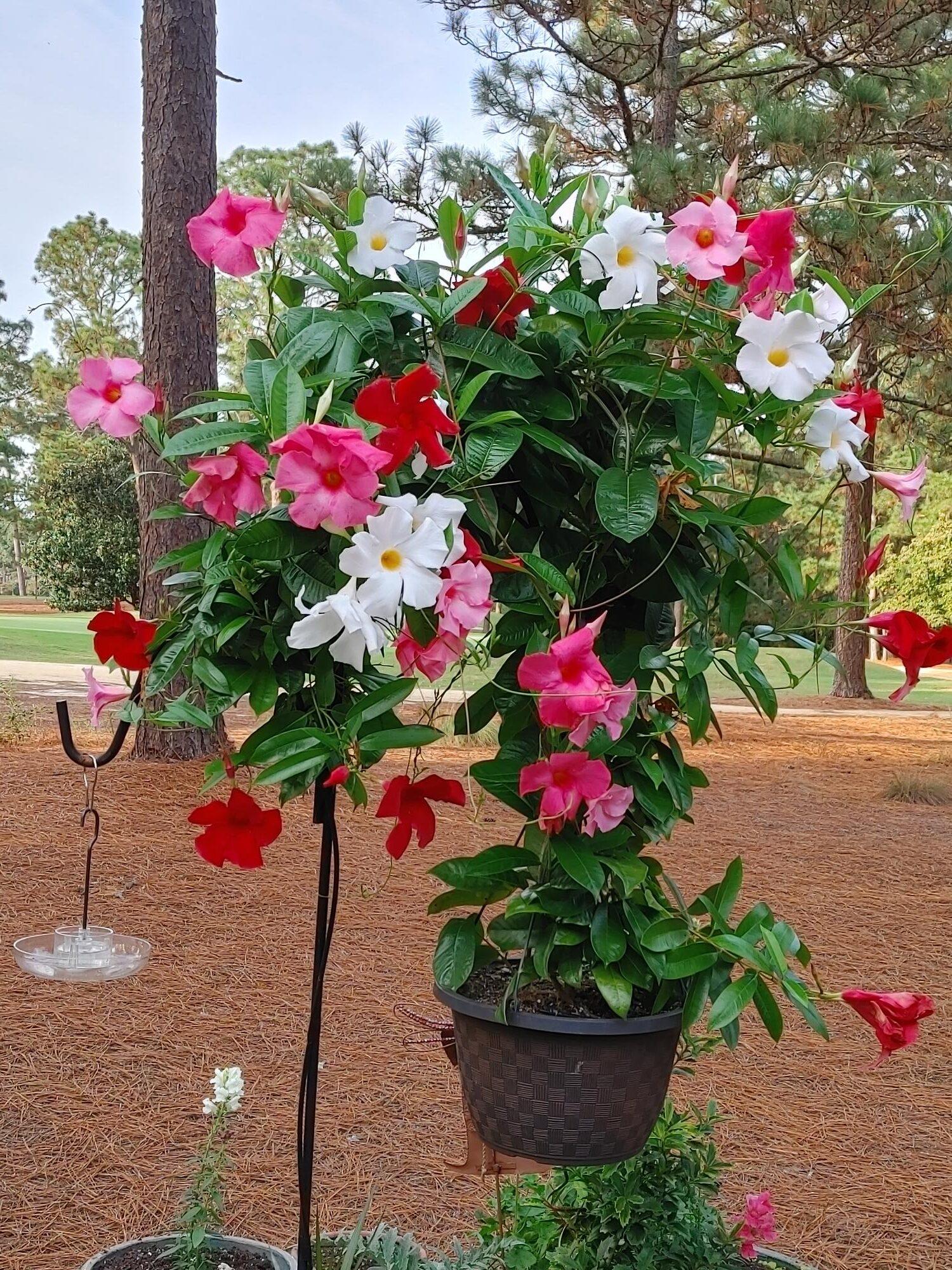 2 Pack Mixed Mandevilla Flowers Vine Starter Plant (live Plants) - Etsy