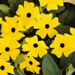 VENTA DE PRE-ORDEN - Thunbergia de flor amarilla Black Eyed Susan Vine