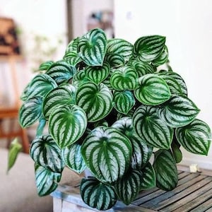May include: A close-up of a houseplant with large, heart-shaped leaves. The leaves are green with white stripes, giving them a striped or watermelon-like appearance.
