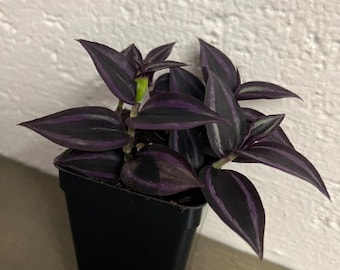 Black Tradescantia Dark Desire Red Gem House Plant Indoor Houseplants 4" inch pot x 2.5" on SALE