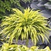 see more listings in the Shade Plants section