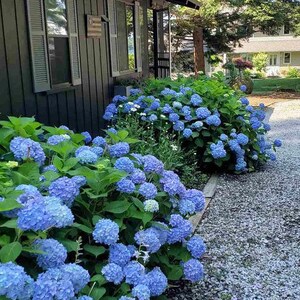 Penny Mac Blue Hydrangea Plant Live Landscaping Plants Perennial Shrubs image 2