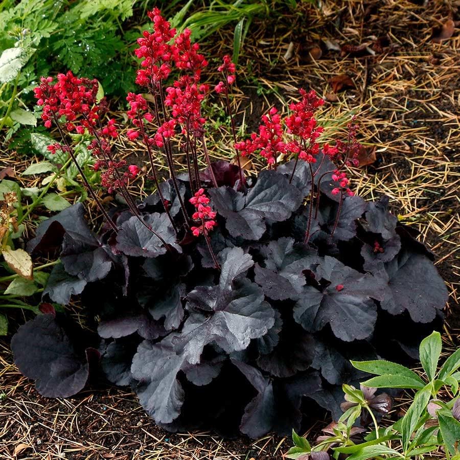 SUPER SALE - 2 PACK Heuchera Black Forest Cake with Flowers Perennial Live Plant Shade Partial Sun Plant Coral Bells