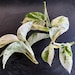 see more listings in the Houseplants section
