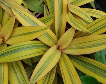 Sitaras Gold Tricolor Tradescantia zebrina Variegata Pallida House Plant indoor small starter Purple Heart Fast Growing Plants Rare