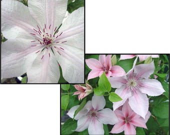SPECIAL SALE - Clematis John Paul II Pink & White Mixed Flowers Vine Starter Plant (Live Plants)