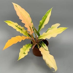 Puede incluir: Una planta de interior variegada con hojas amarillas y verdes en una maceta marr&oacute;n. La planta tiene una textura de hoja &uacute;nica y rizada.