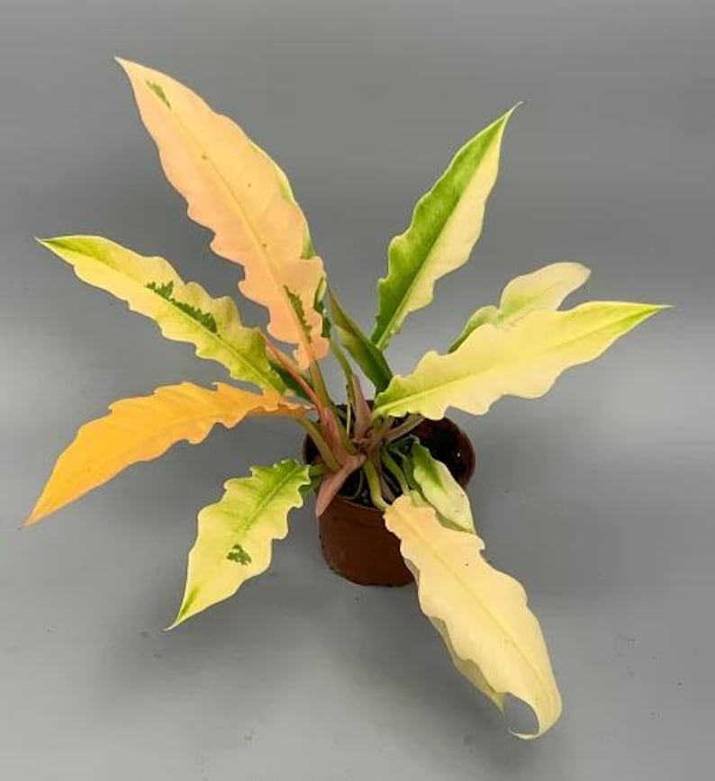 Puede incluir: Una planta de interior variegada con hojas amarillas y verdes en una maceta marr&oacute;n. La planta tiene una textura de hoja &uacute;nica y rizada.