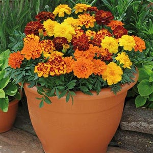May include: A terracotta-colored flower pot overflowing with vibrant marigold flowers. The blooms display a mix of yellow, orange, and red hues, complemented by green foliage. The pot is round with a decorative pattern.
