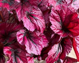 Shadow King Pink Begonia & Non-Variegated Available - Geranium - Rex - Non-toxic - Easy Care Houseplant