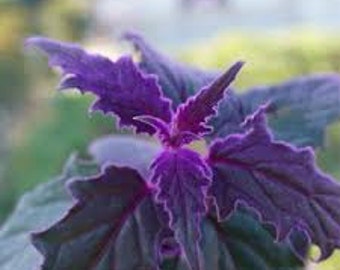 Purple Passion Live indoor plant Gynura Aurantiaca