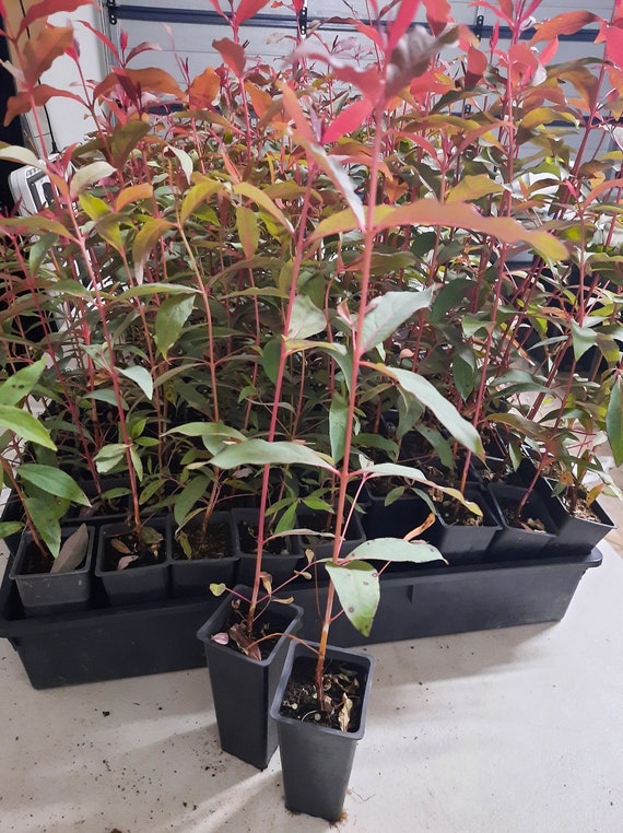 Rainbow Eucalyptus Tree LIVE PLANT Fast - Etsy