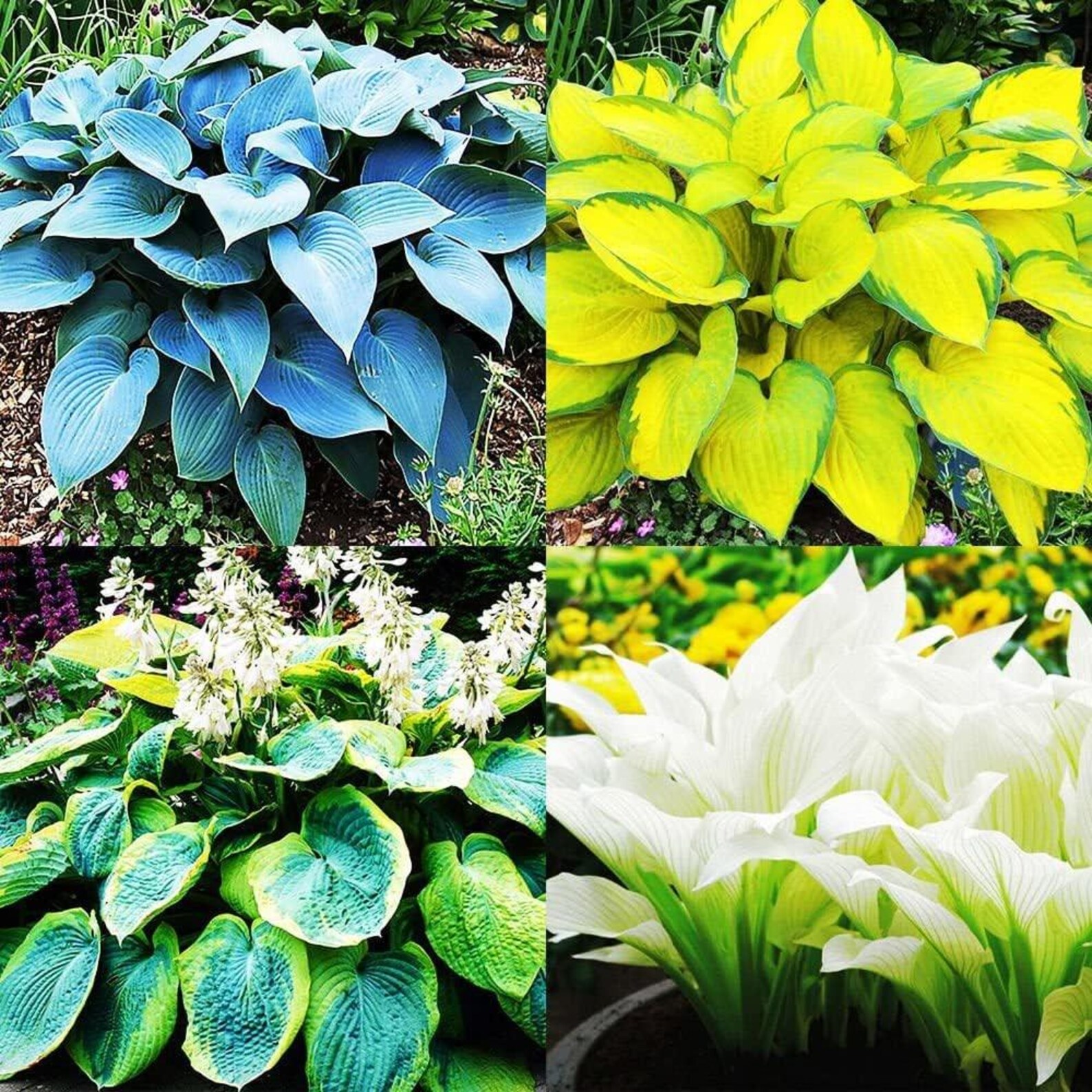 PRE-ORDER SALE - 3 Pack - Hosta Mix - Perennial - Etsy