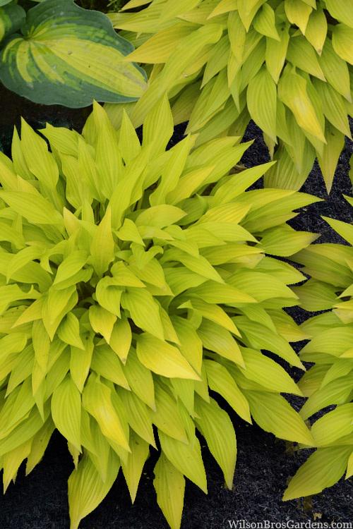 SUPER SALE - Hosta Munchkin Fire - Etsy