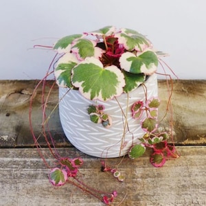 Pink Variegated Rare Strawberry Begonia Geranium - Saxifraga Stolonifera - Non-toxic - Easy Care Houseplant