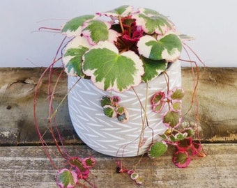 Pink Variegated Rare Strawberry Begonia Geranium - Saxifraga Stolonifera - Non-toxic - Easy Care Houseplant