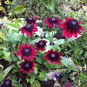 May include: A cluster of vibrant Black-Eyed Susan flowers with deep burgundy petals and dark centers. The flowers are surrounded by green foliage and other plants, creating a natural garden scene. The image is well-lit, showcasing the rich colors and textures.