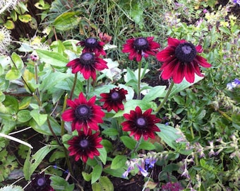 CHERRY BRANDY Rudbekia Black Eyed Susan Live Plant Perennial Flowers in Summer