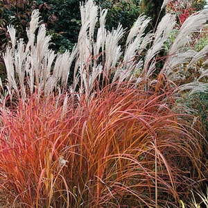 Fire Dragon Grass White Plumes Miscanthus sinensis Red Orange Fall Color Perennial Ornamental 1 Live Plant Clumping Fast Growing Plants image 2