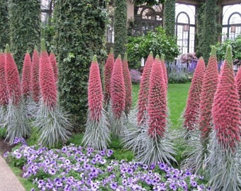 Tower of Jewels echium wildprettii Red Flowers Live Plant 2.5" x 4" Pots Perennial flower large many blooms Hummingbirds and Butterflies