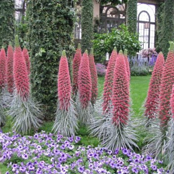 Tower of Jewels echium wildprettii Red Flowers Live Plant 2.5" x 4" Pots Perennial flower large many blooms Hummingbirds and Butterflies