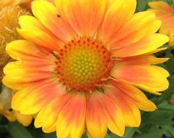 Gaillardia moxie sale